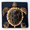 Angelique Homberg: Schildpad (2026), keramiek, 22 x 23 x 5 cm. 295 euro