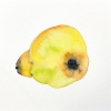 Barbara Guldenaar: Kwee (2023) aquarel, 21 x 21 cm. 150 euro