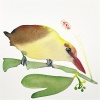 Barbara Guldenaar: Wielewaal (2023) aquarel, 21 x 21 cm. 150 euro