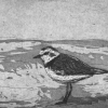 Dimitri Feenstra: Kleine plevier, ets/aquatint op papier, 23 x 33 cm. 195 euro