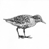 Dimitri Feenstra: Paarse strandloper (2023) linodruk 1/10, 23 x 23 cm. 110 euro