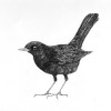 Dimitri Feenstra: Merel (2022) pentekening, 53 x 53 cm 275 euro