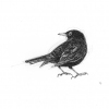Dimitri Feenstra: Merel (2022) pentekening, 21,5 x 21,5 cm 125 euro