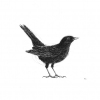 Dimitri Feenstra: Merel (2022) pentekening, 21,5 x 21,5 cm 125 euro