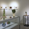 Groente en fruit (september 2019) met Danielle Vidal-Ausseil (tekeningen), Rudolf Valster (olieverf op paneel), Gerrie Lulof (keramiek) en Maurice Christo van Meijel (aquarellen)