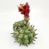 Gerrie Lulof: Cactus (2026), aardewerk, 17 x 12 x 12 cm. 150 euro