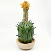 Gerrie Lulof: Cactus (2026), aardewerk, 24 x 11 x 11 cm. 175 euro