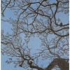 Grietje Postma: 2020-I, houtdruk 7/28, 65 x 55 cm. 515 euro