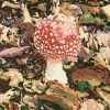 Grietje Postma: 2020-II, houtdruk 3/28, 40 x 47 cm. 395 euro