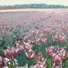 2022-IV, houtdruk 14/21, 37 x 51 cm. 395 euro