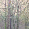 Grietje Postma: 2023-III, houtdruk 3/27, 62 x 72 cm. 595 euro