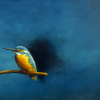 VERKOCHT Marc van der Zwet: Kleine ijsvogel op takje op blauw (2026), olieverf op eiken paneel, 12,5 x 17,5 cm.
