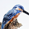 Gerrie Lulof: IJsvogel (2026), aardewerk, 25 x 12 x 11 cm. 225 euro