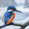 Dimitri Feenstra: IJsvogel in winters landschap (2026) acrylverf op paneel, 175 euro.