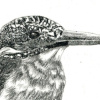 Marian Vergouwen: IJsvogel (2025), ets 10/50, 21 x 21 cm (lijstmaat 27 x 27 cm). 125 euro