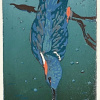 Lenneke Saraber: IJsvogel (2026), linodruk 5/5, 30 x 20 cm. 65 euro