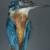 VERKOCHT Maartje Strik: Dode ijsvogel (2026), oliepastel op paneel, 25 x 18 cm. 350 euro