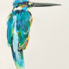 Laura Hoek: IJsvogel 2 (2026), gemengde techniek op papier, 22 x 16 cm. 165 euro