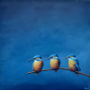 VERKOCHT Marc van der Zwet: 3 ijsvogels op vierkant blauw, olieverf op mdf, 25 x 25 cm.