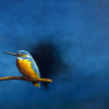 Marc van der Zwet: Kleine ijsvogel op takje op blauw (2026), olieverf op eiken paneel, 12,5 x 17,5 cm. 390 euro