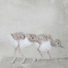 Jan Grotenbreg: Jonge scholeksters (2023) acryl en cement op doek, 26 x 26 cm