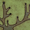 Kathja Smits: Hert (2025), steengoed, 15,5 x 16 x 3 cm. 150 euro