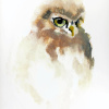 Laura Hoek: Steenuil donskuiken (2026), olieverf op papier, 35 x 26 cm. 275 euro