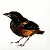 Laura Hoek: Vink (2026), olieverf op papier, 7 x 7 cm. 47,50 euro