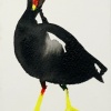 Laura Hoek: Waterhoen (2023), acrylinkt op papier, 10 x 7 cm. 32,50 euro