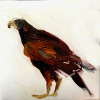 Laura Hoek: Havik (2026), olieverf op papier, 7 x 7 cm. 47,50 euro