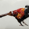 Laura Hoek: Fazant (2026), olieverf op papier, 7 x 10 cm. 47,50 euro
