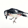 Laura Hoek: Vogeltje (2024), olieverf op papier, 7 x 7 cm. 47,50 euro