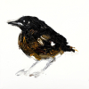 Laura Hoek: Vogeltje (2024), olieverf op papier, 7 x 7 cm. 47,50 euro