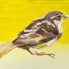 Laura Hoek: Mus Vrouw A (2024), olieverf op paneel, 18 x 24 cm. 165 euro