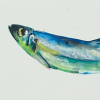Laura Hoek: Haring 25-03 (2025), tekening op board, 15 x 30 cm. 195 euro