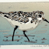 Lenneke Saraber: Drieteenstrandloper (2025), linodruk 4/8, 21 x 30 cm. 70 euro