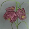 Kievitsbloemen, olieverf op MDF, 12,5 x 12,5 cm
