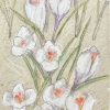 Krokussen in bloei (2023) pastel en potlood, 26 x 21 cm. 225 euro