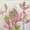 Hyacinten (2023) pastel en potlood, 21 x 26 cm. 225 euro