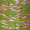 Maurice Christo van Meijel: Haringschool V (2026) monoprint, 53 x 43 cm. 200 euro