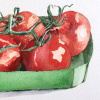 Maurice Christo van Meijel: Tomaten I (2025) aquarel op papier, 33 x 43 cm. 200 euro