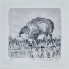 Sanne Kuiper: Op de waddendijk (2024) droge naald III, 16 x 16 cm. 65 euro