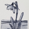 Sanne Kuiper: Sneeuwklokje in landschap (2024) droge naald (4/4), 18 x 13 cm. 65 euro