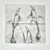 Sanne Kuiper: Lentefeestje (2026), droge naald en aquarel I, 16,5 x 16,5 cm. 65 euro