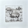 Sanne Kuiper: Schapen op de dijk (2026), droge naald en aquarel III, 16,5 x 16,5 cm. 65 euro
