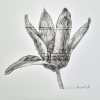 Sanne Kuiper: Tulp (2026), droge naald en aquarel I, 16,5 x 16,5 cm. 65 euro