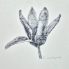 Sanne Kuiper: Tulp (2026), droge naald II, 16,5 x 16,5 cm. 65 euro