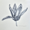 Sanne Kuiper: Tulp (2026), droge naald en aquarel III, 16,5 x 16,5 cm. 65 euro