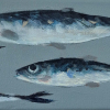Sanne Kuiper:Zwemmen II (2026), acryl op doek, 10 x 20 cm. 165 euro