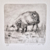 Sanne Kuiper: Op de waddendijk (2024) droge naald IV, 16 x 16 cm. 65 euro